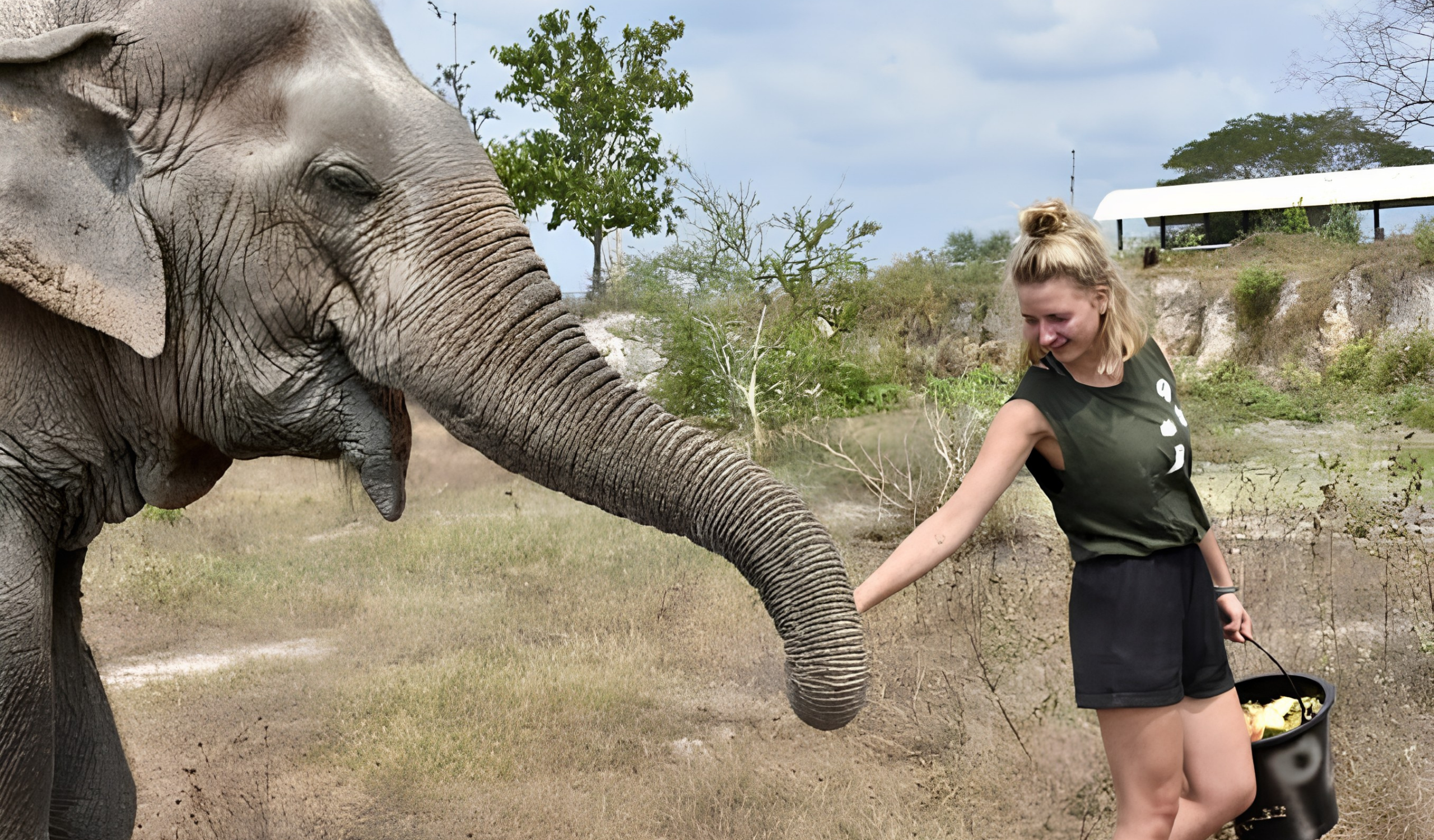 Thai Elephant Sanctuary