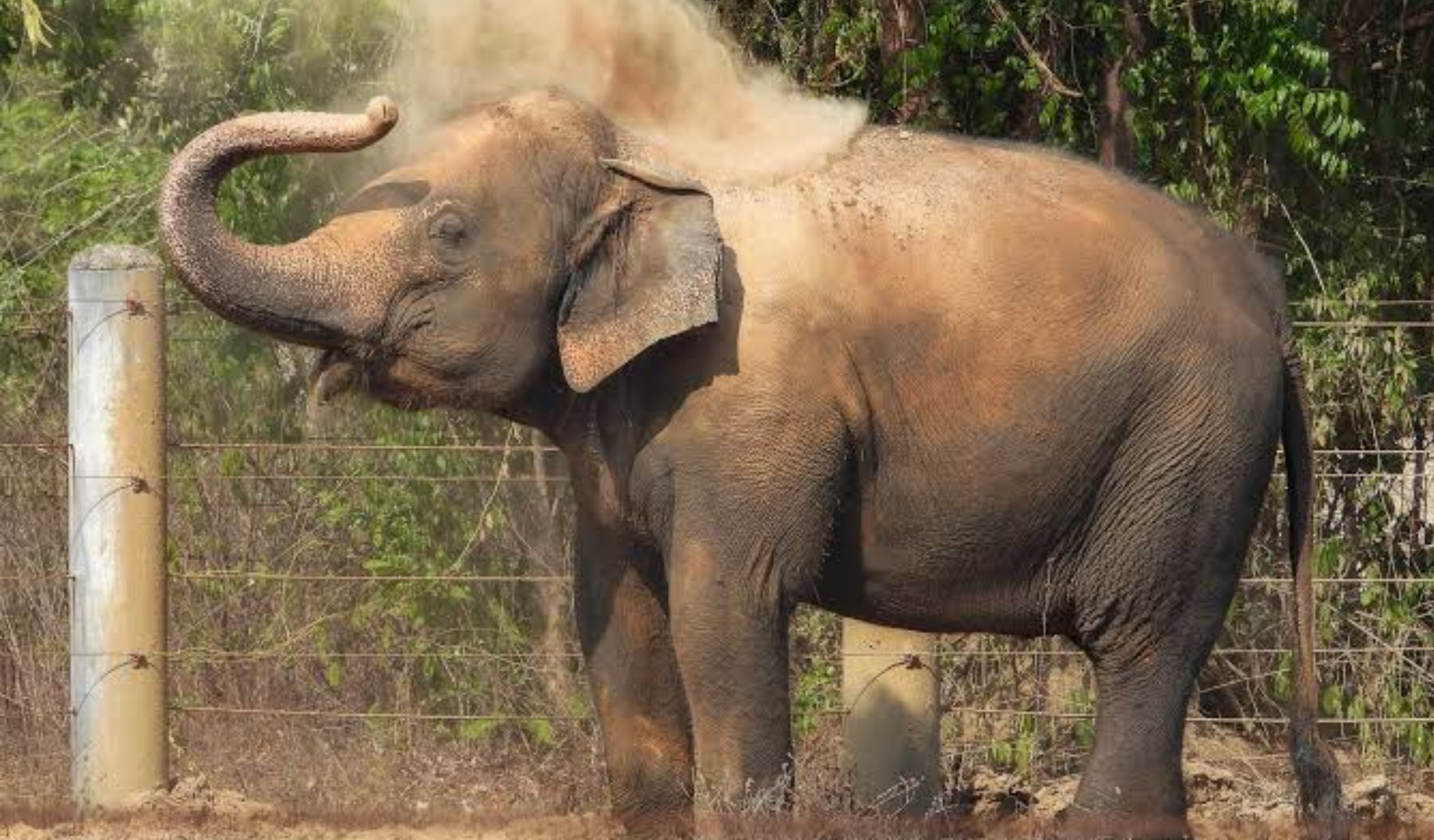 Thai Elephant Sanctuary