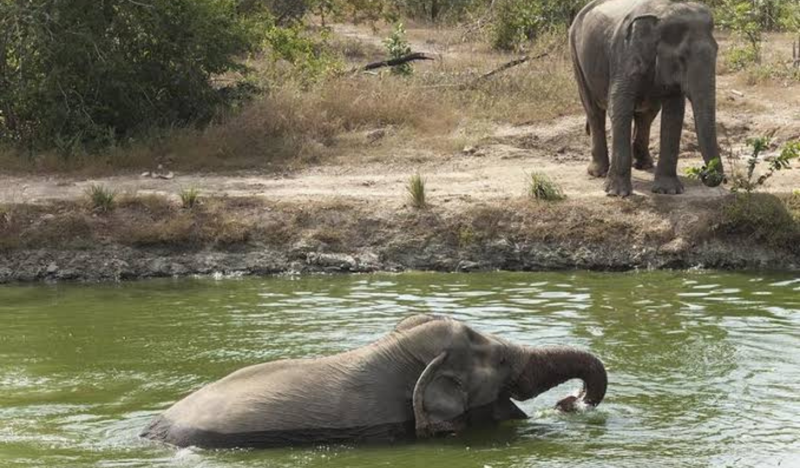 Thai Elephant Sanctuary