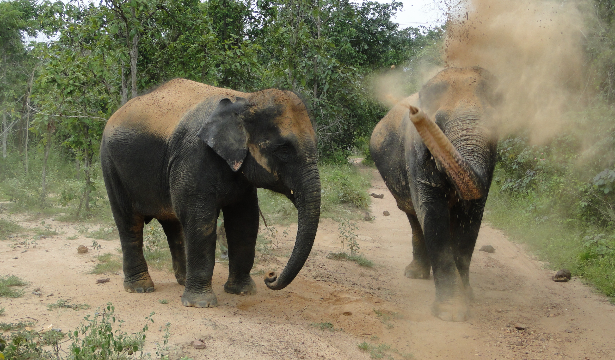 Thai Elephant Sanctuary