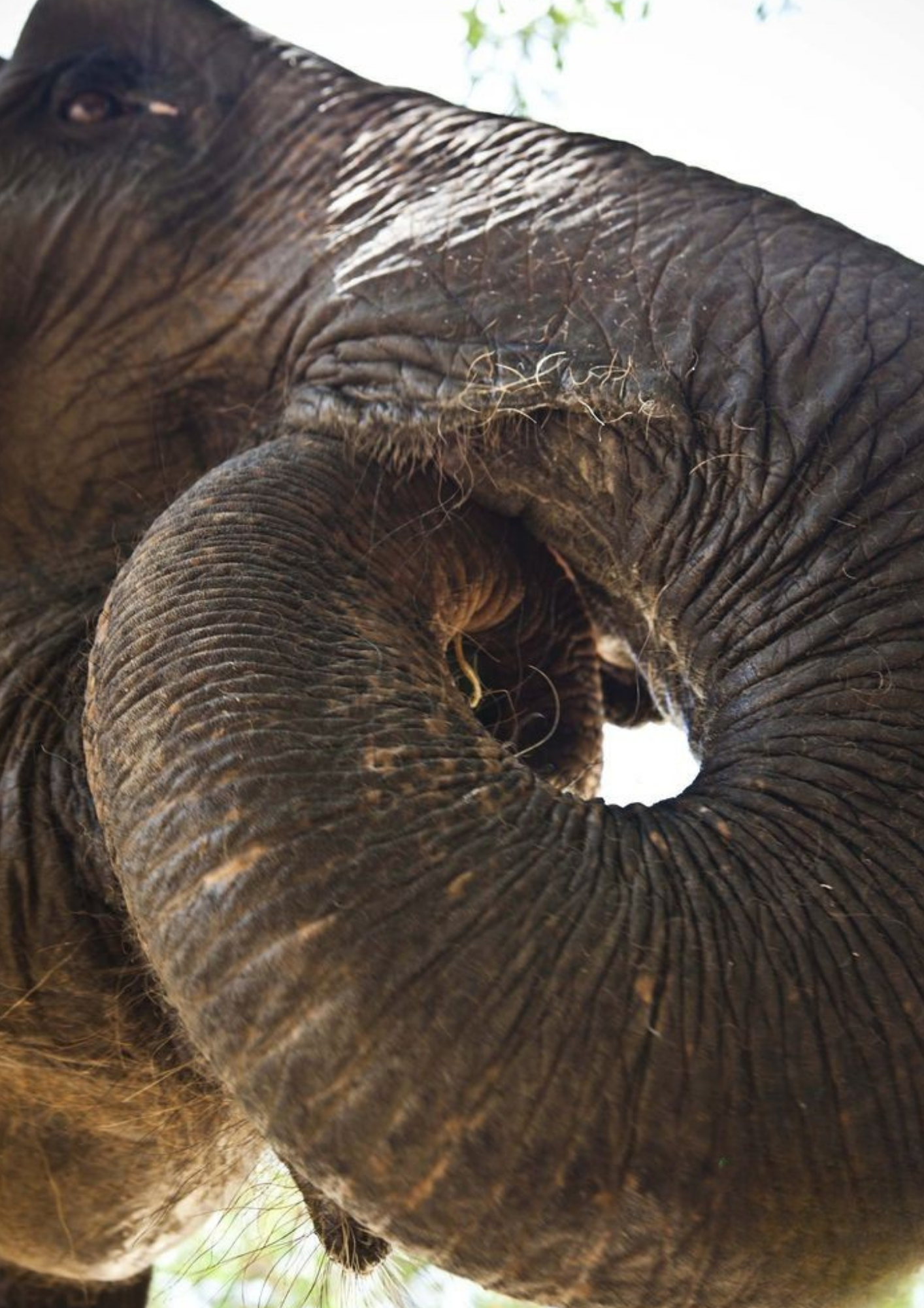 Thai Elephant Sanctuary