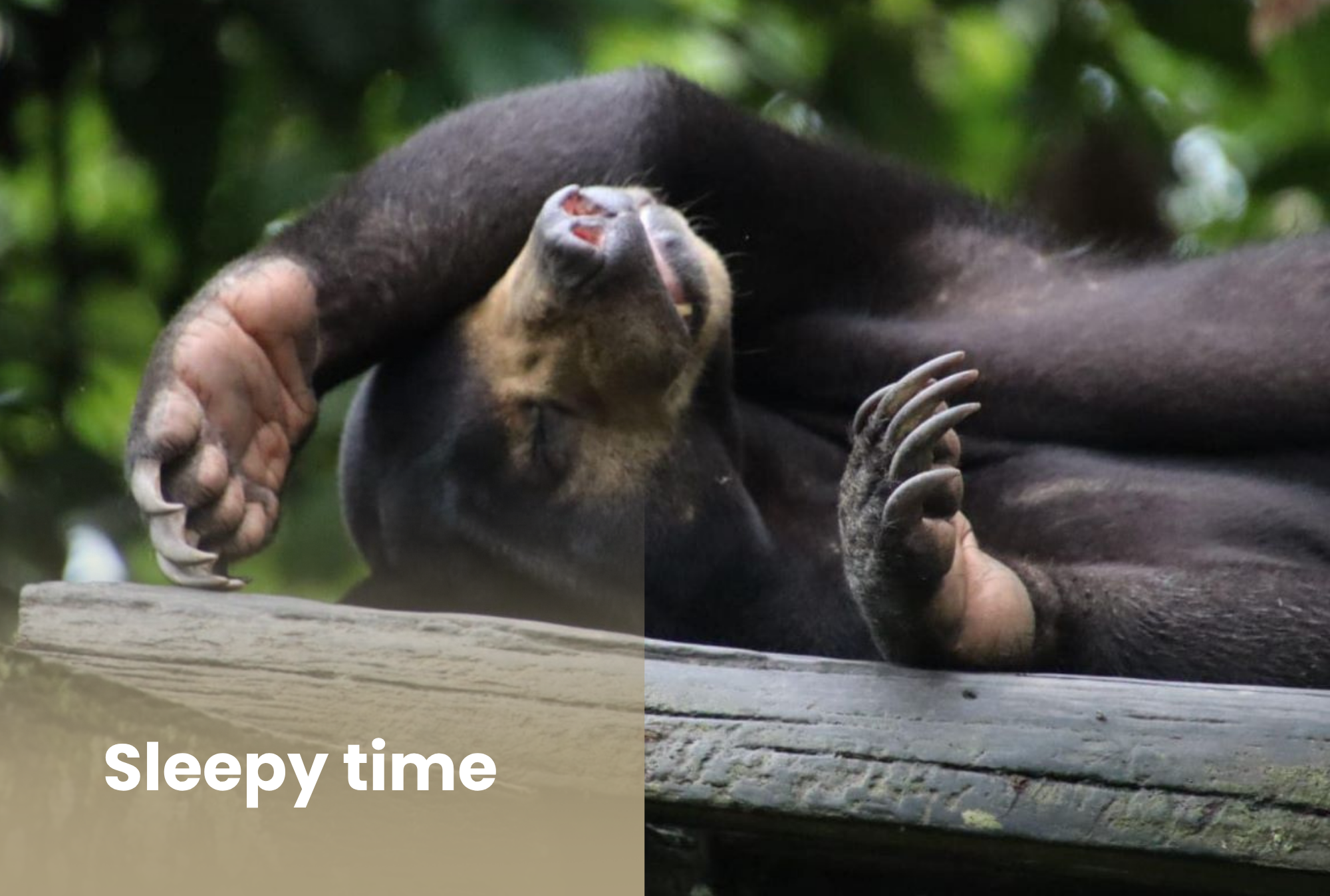 Orangutan And Sun Bear Conservation